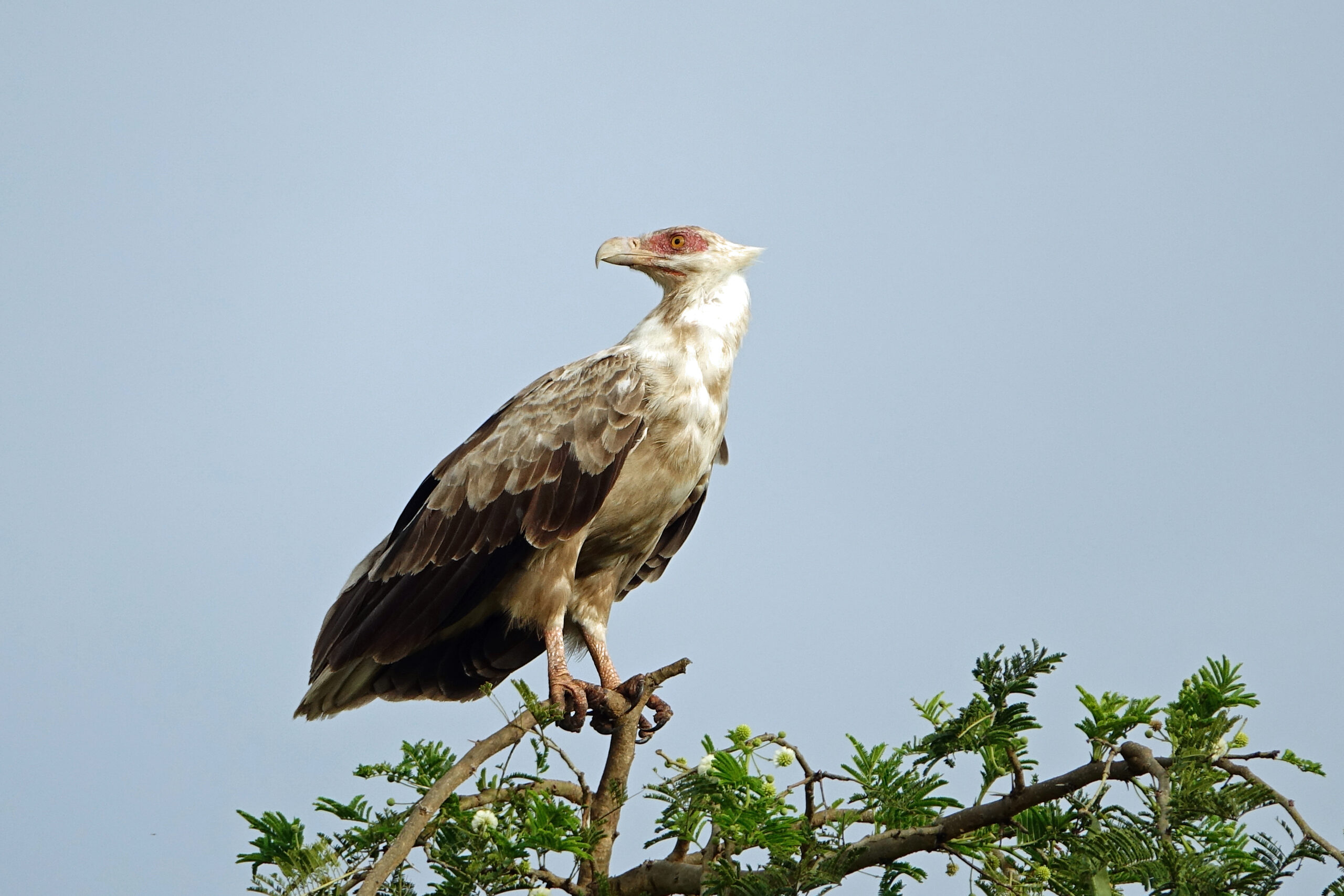 Palm-nut Vulture