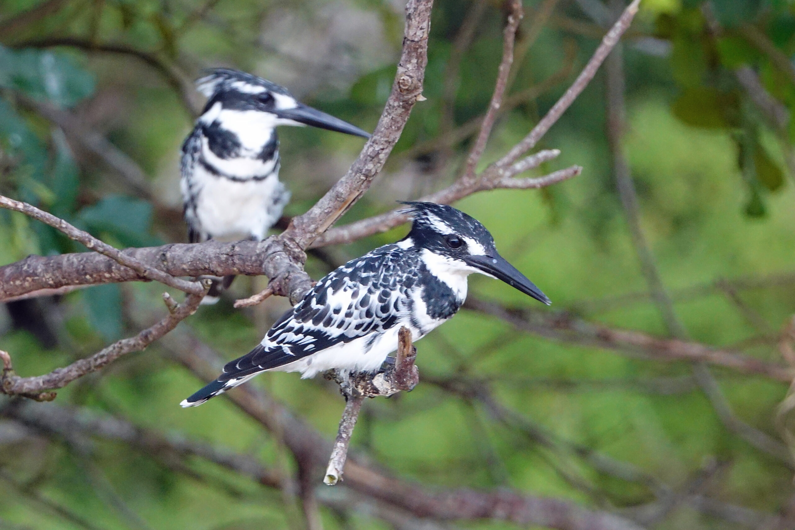 Pied Kingfisher