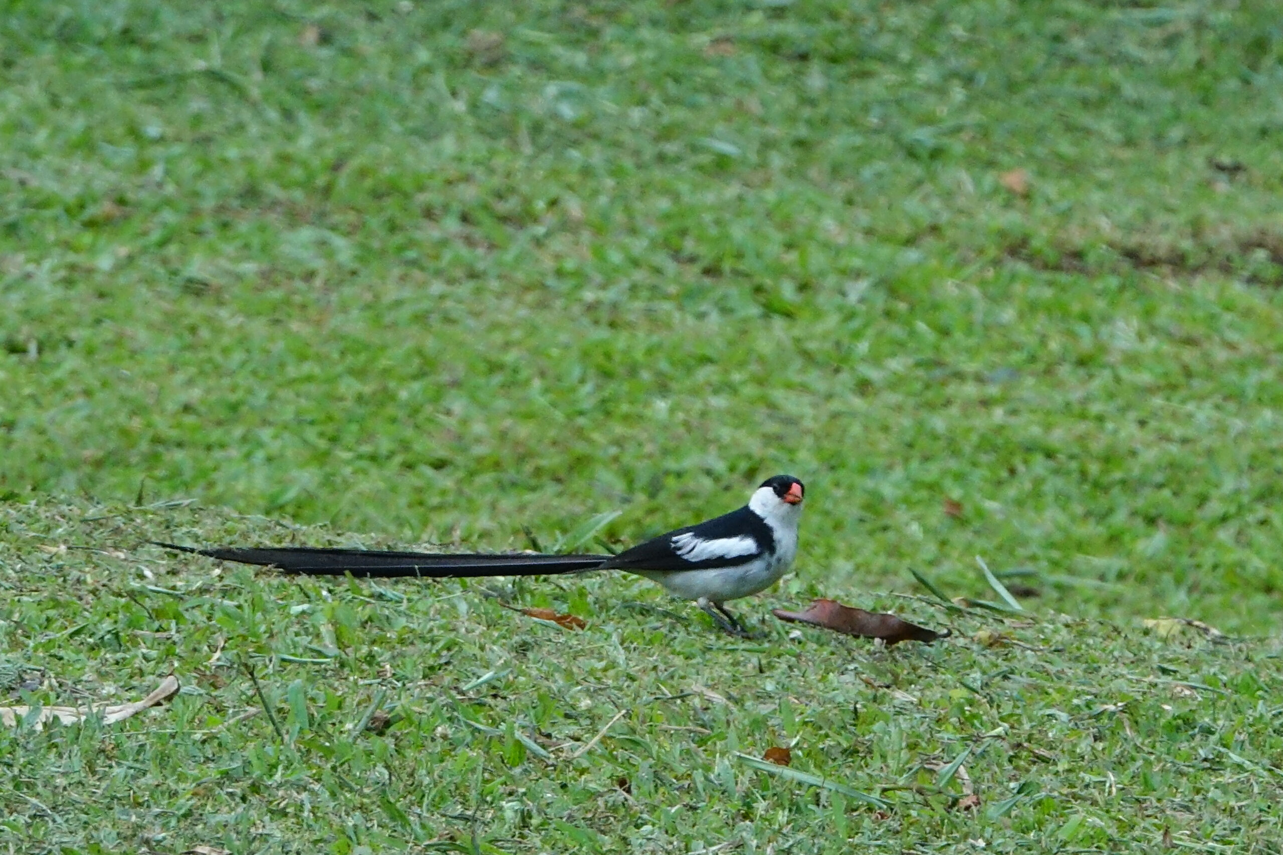 Pin-tailed Whydah