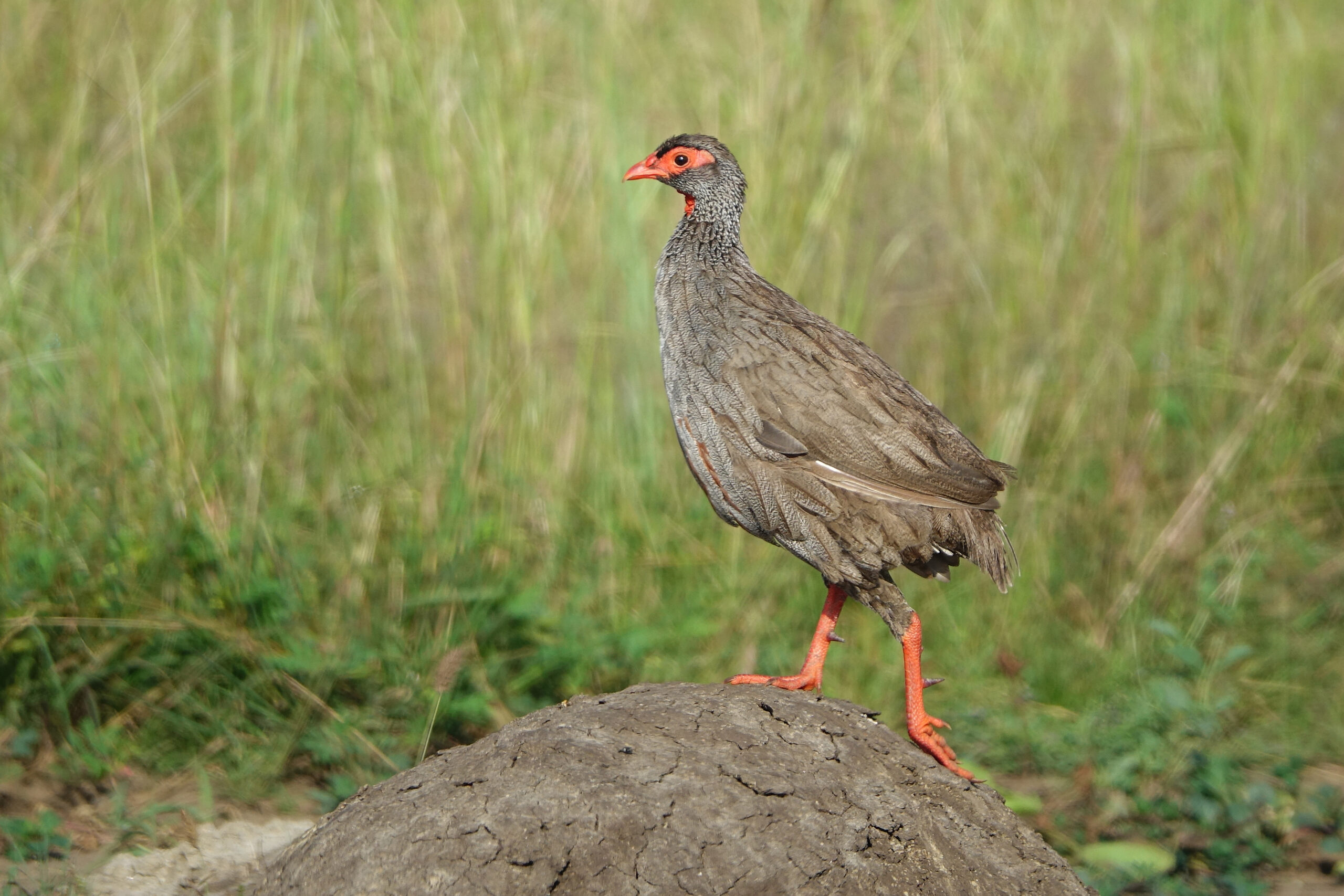 Red-necked Francolin