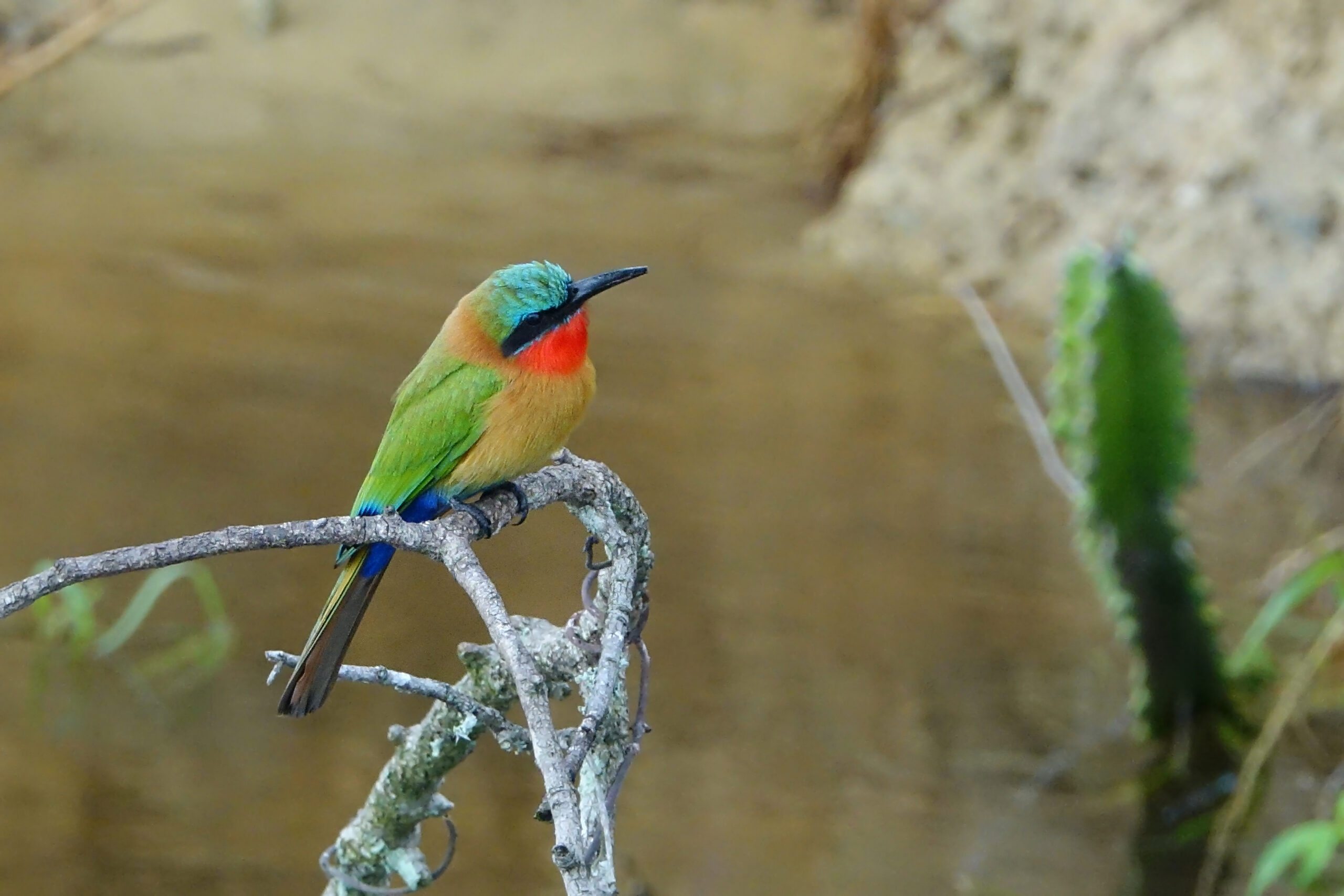 Red-throated Bee-eater