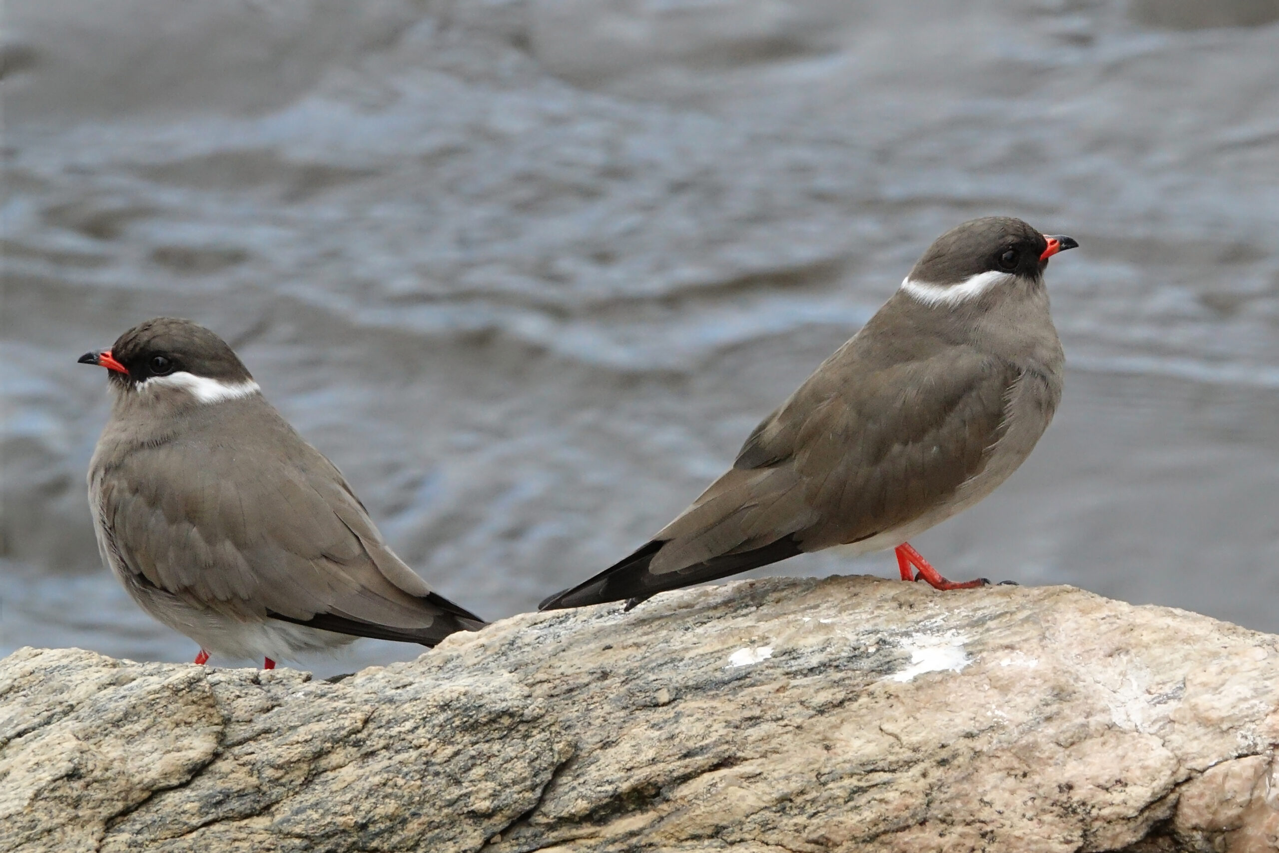 Rock Pratincole