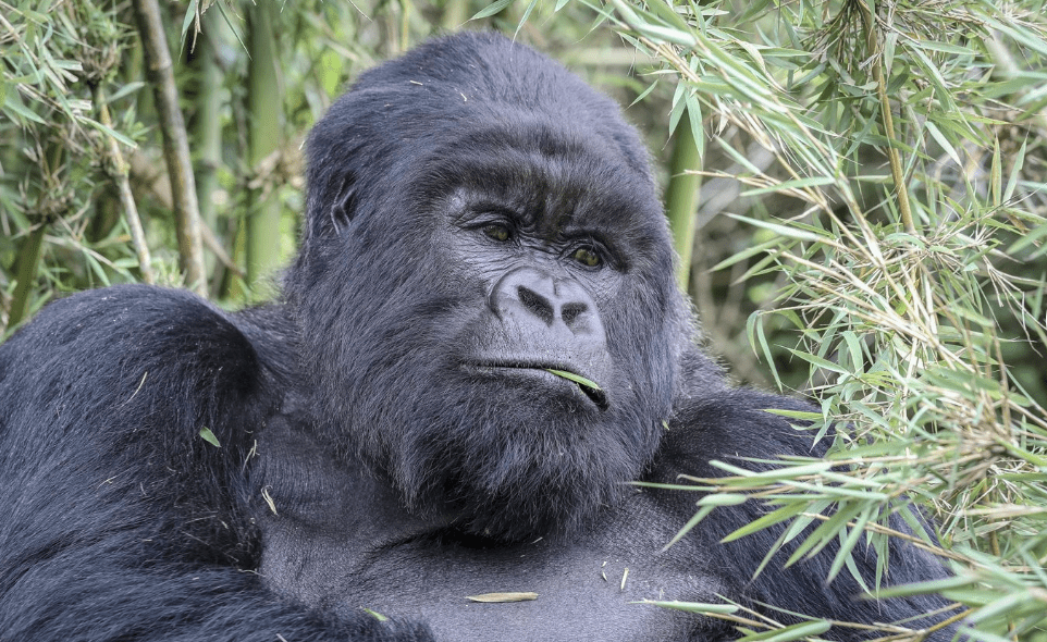rwanda gorilla