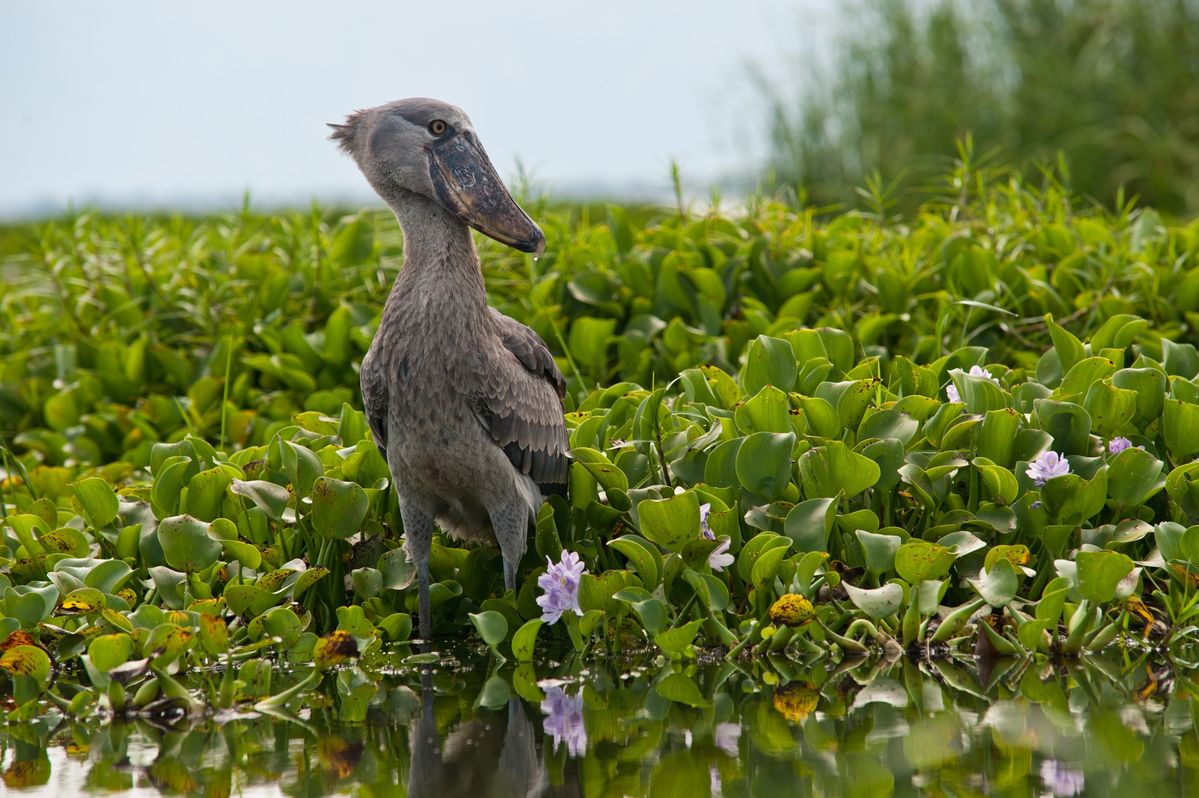 shoebill at lake albert, uganda