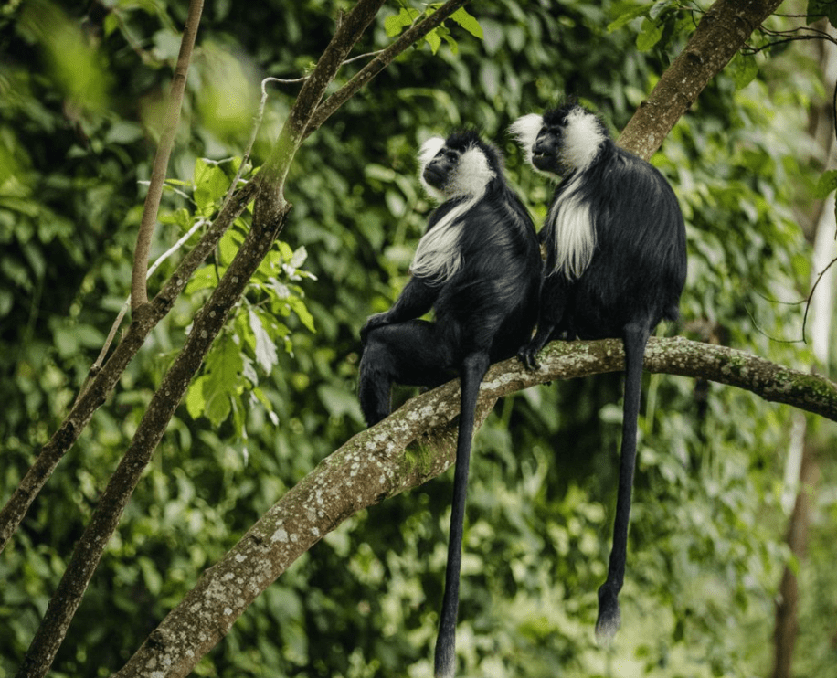 Great Rift Valley scenic landscape Rwanda