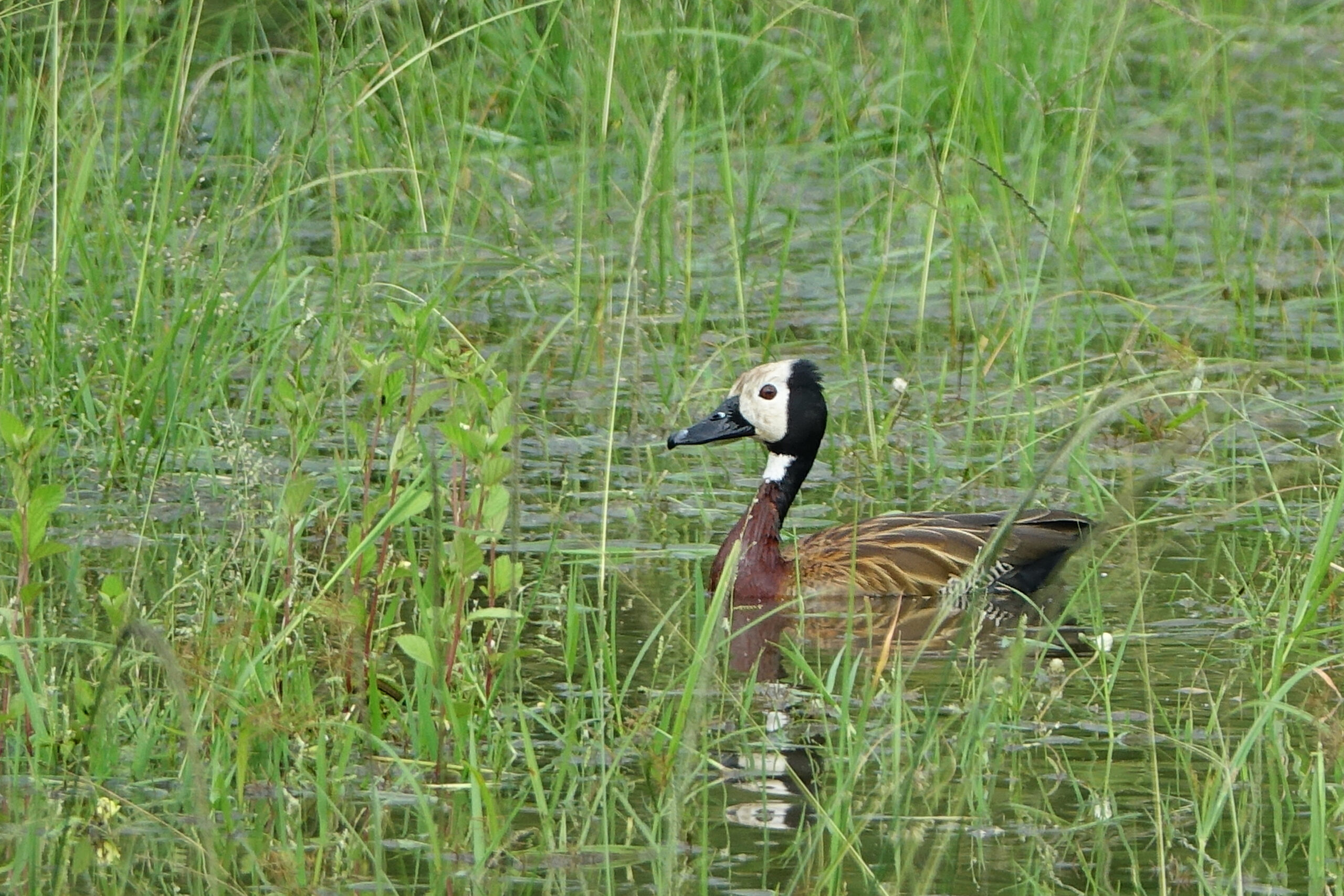 White-faced Whistling Duck
