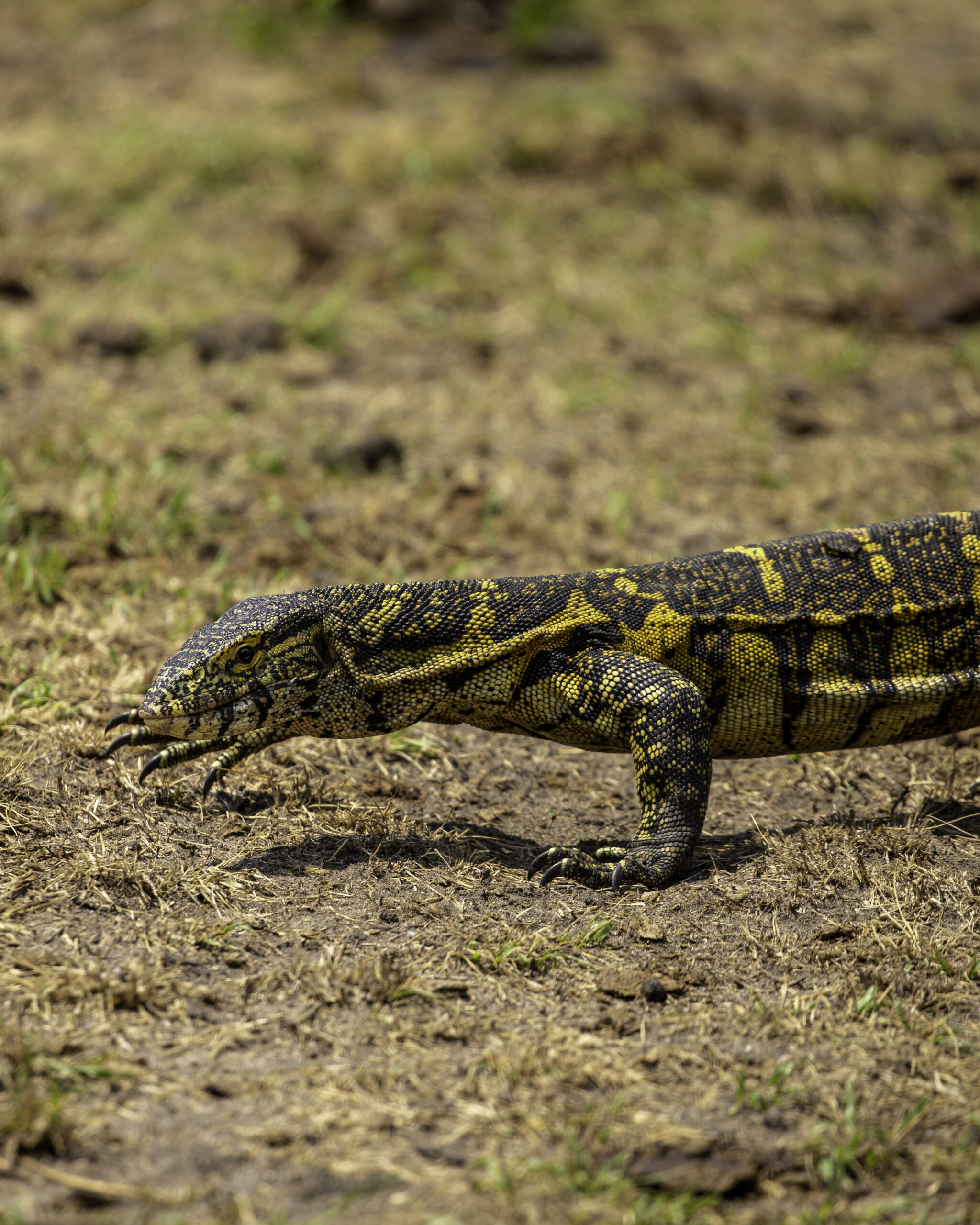 wildlife spotted during queen elizabeth game drive (5)