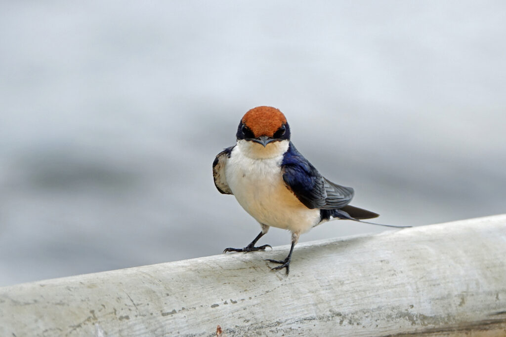wire tailed swallow