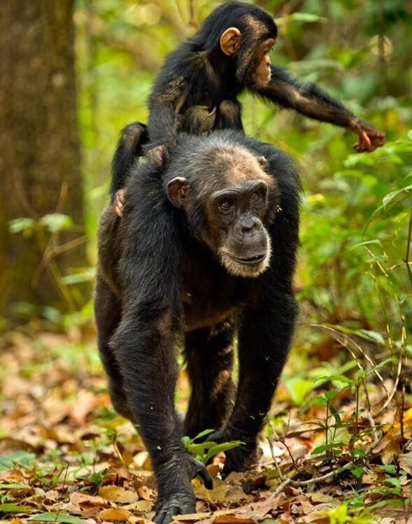 Chimpanzee tracking safari In Africa