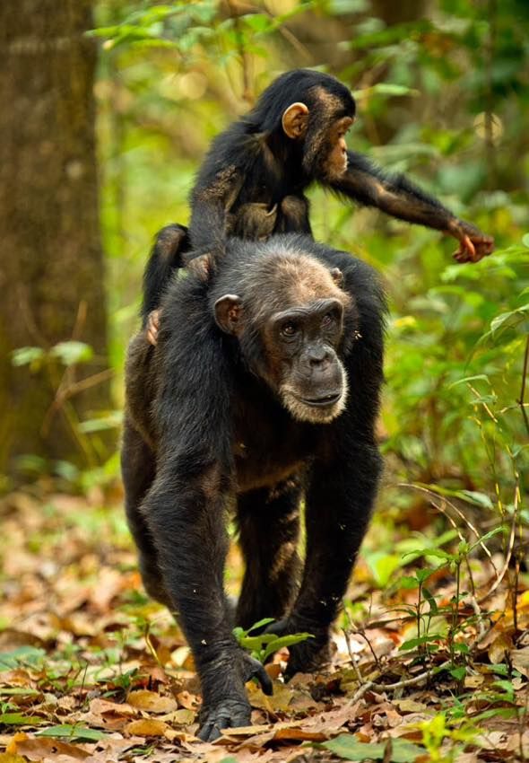 6 Day Burundi Cultural Chimpanzee Tracking Safari