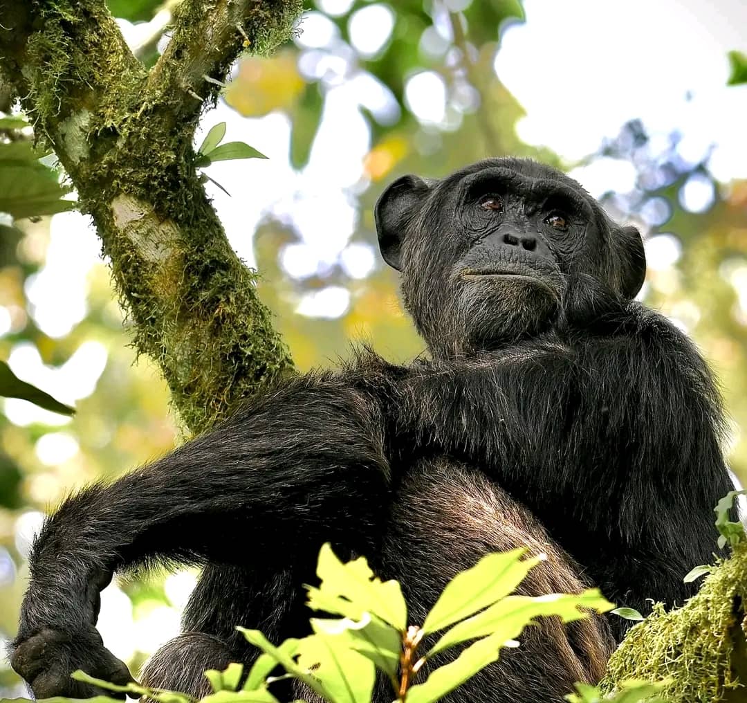 chimpanzee in the forest