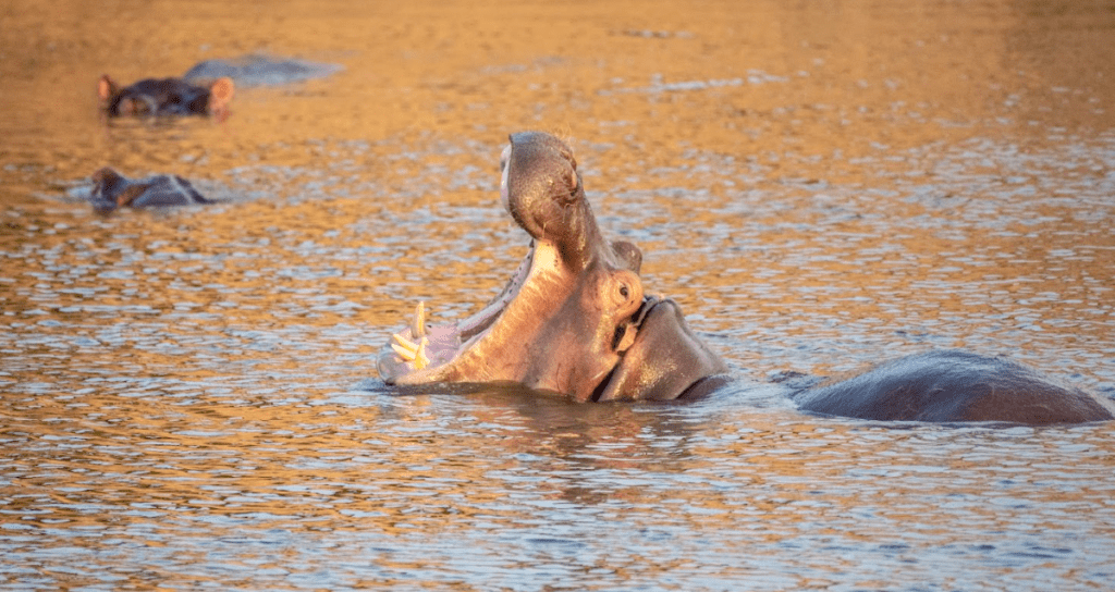 Hippos seen during a kazinga channel boat safari
