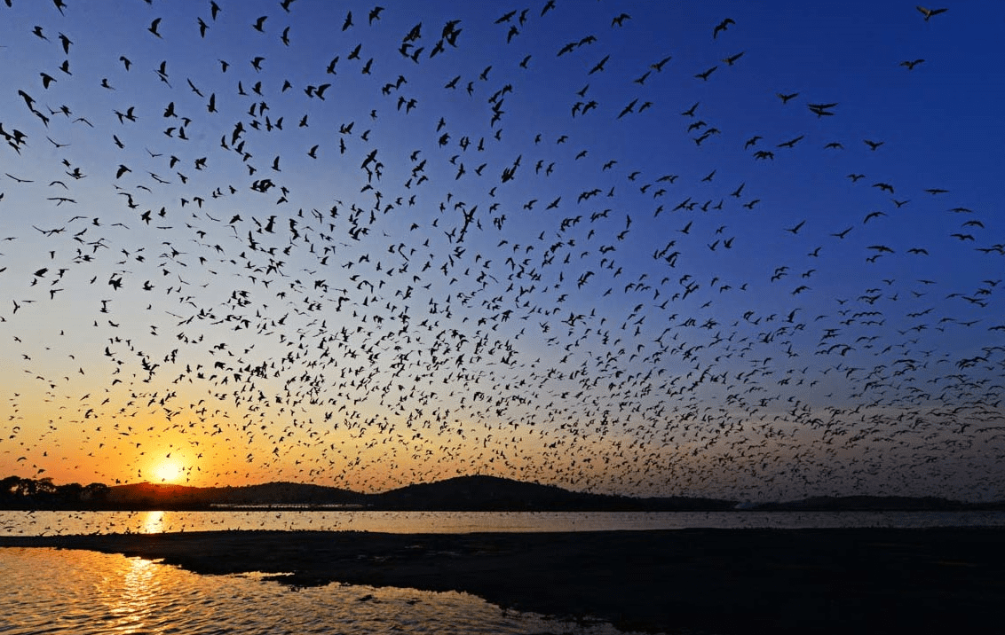 nice sunsetwith birds in uganda