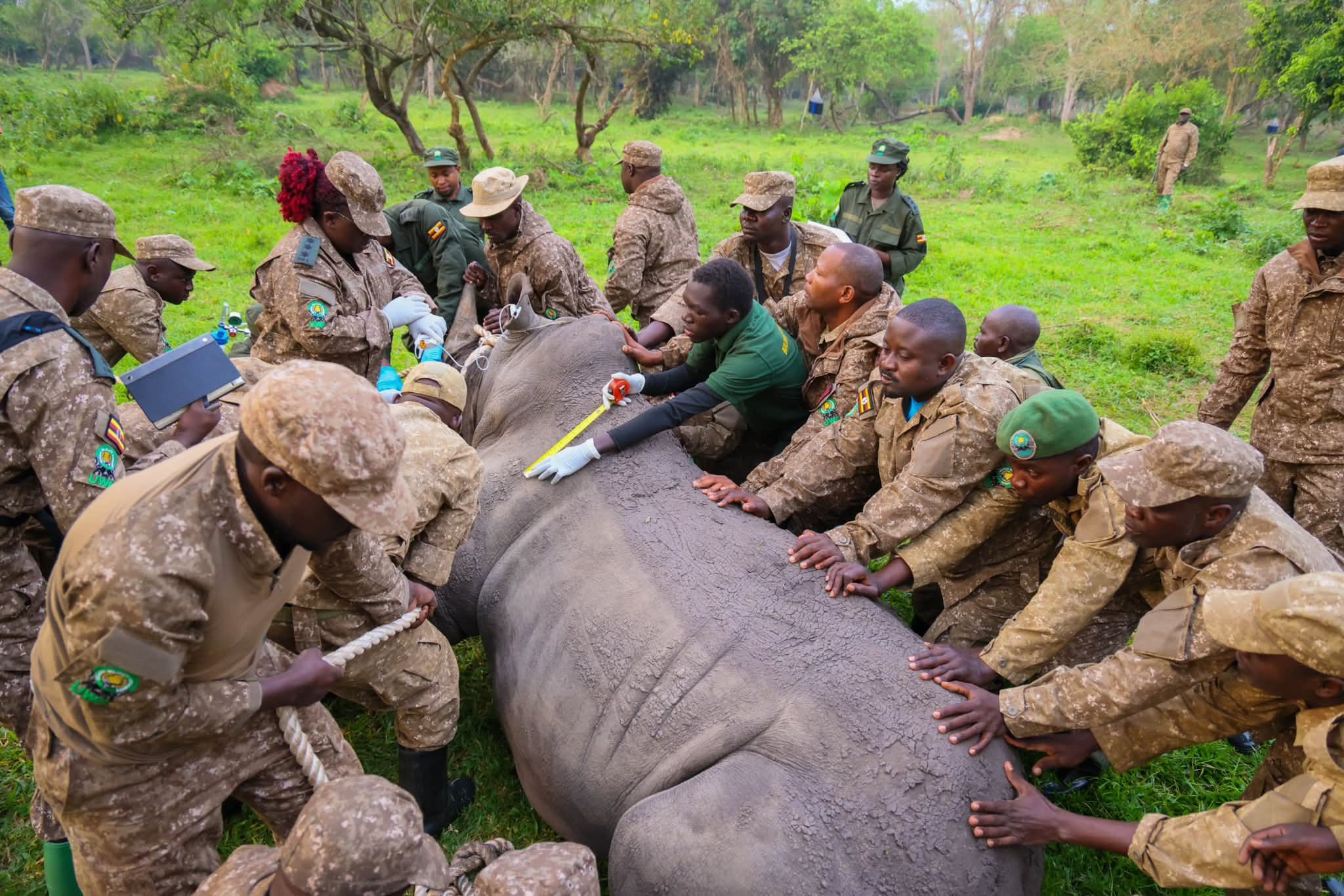 rhinos kidepo valley national park uganda