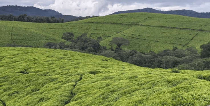 12 Days Burundi Safari Itinerary