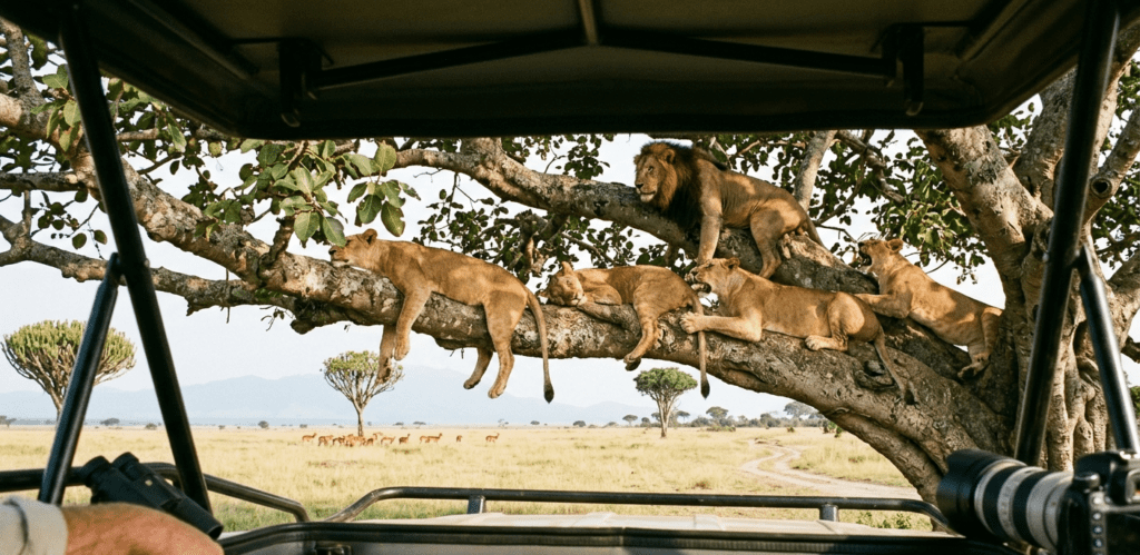 Tree climbing lions seen in Ishasha