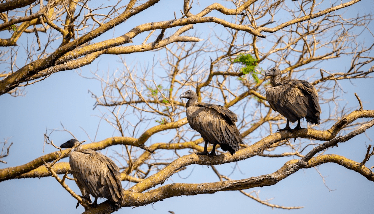 birds seen during queen Elizabeth National Park safari