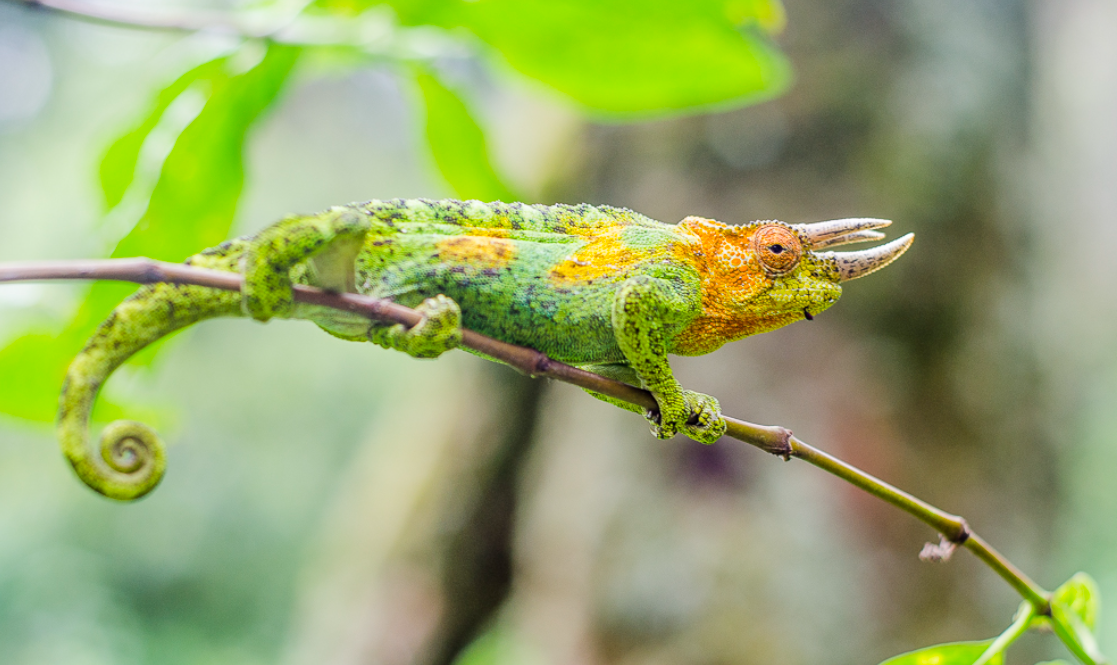 3-horned chameleon Mgahinga