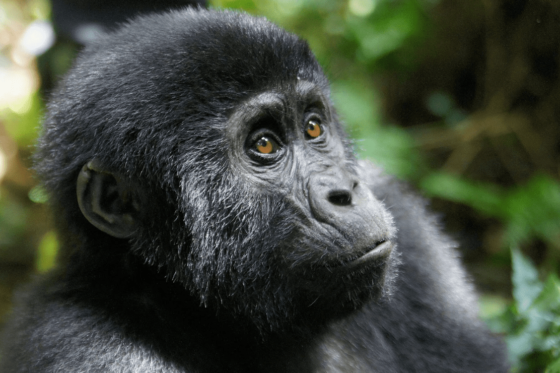 5 Day Rwanda Uganda Tour