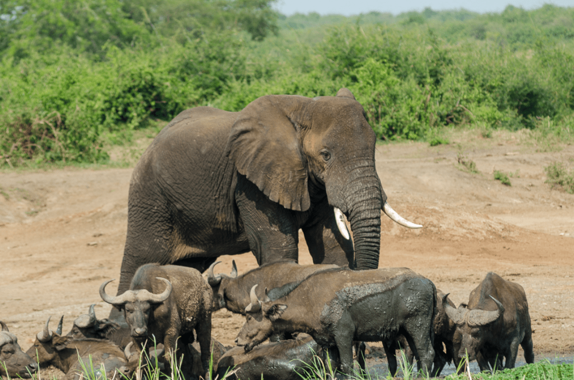 Kazinga Channel Boat Safari