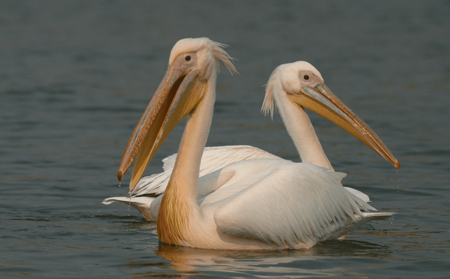 24 Days Uganda Bird Watching Tour