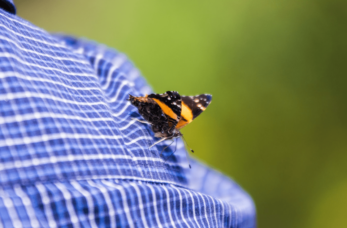 Butterfly in Mgahinga