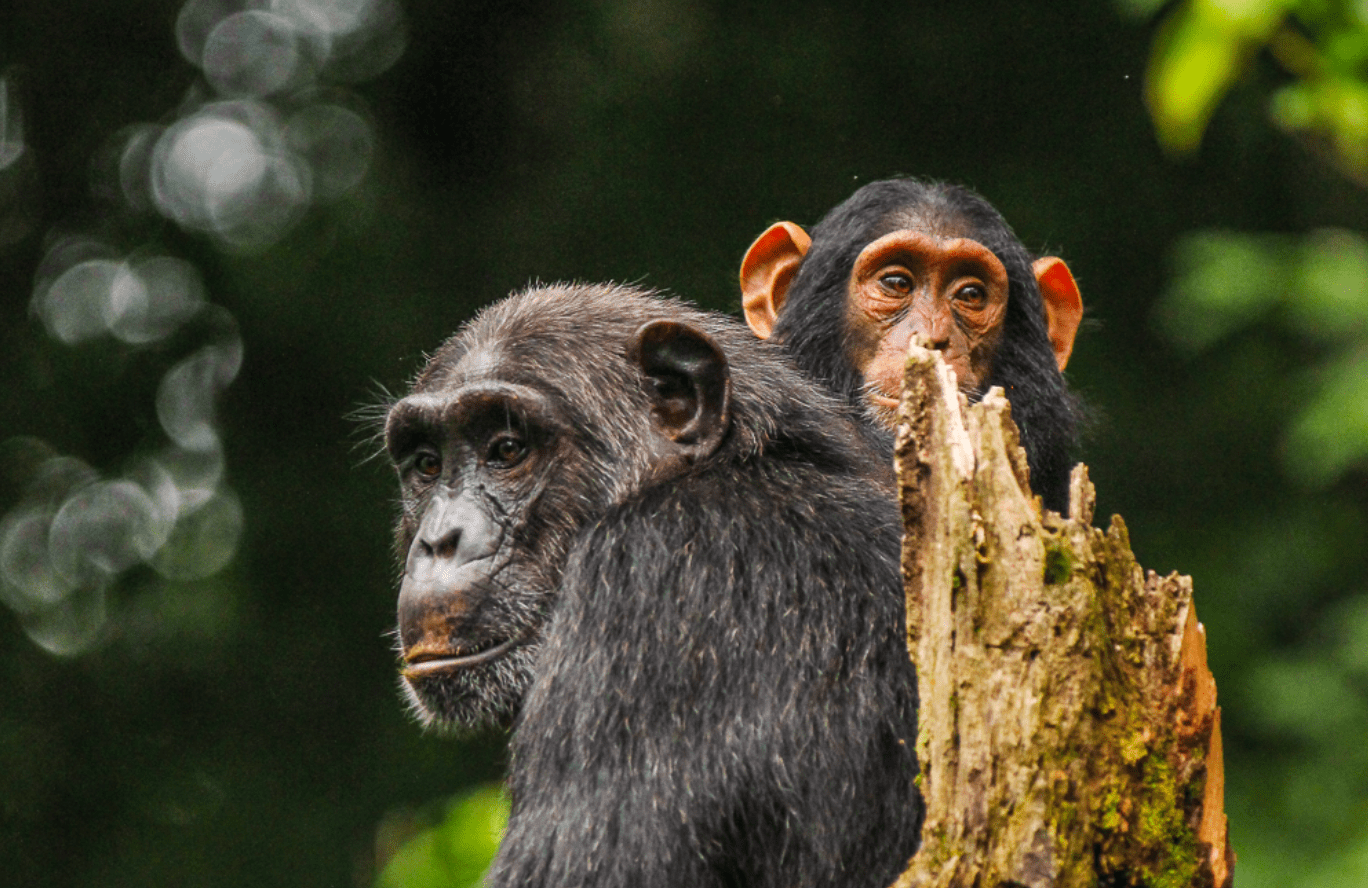 Chimpanzee tracking