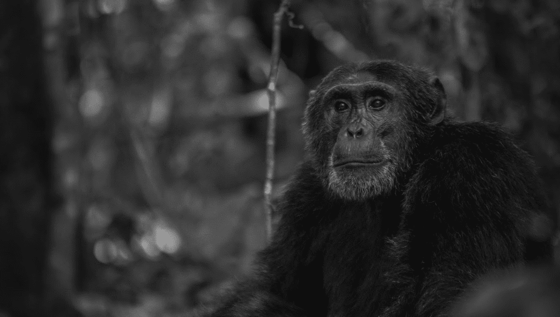 Chimpanzee close up Uganda