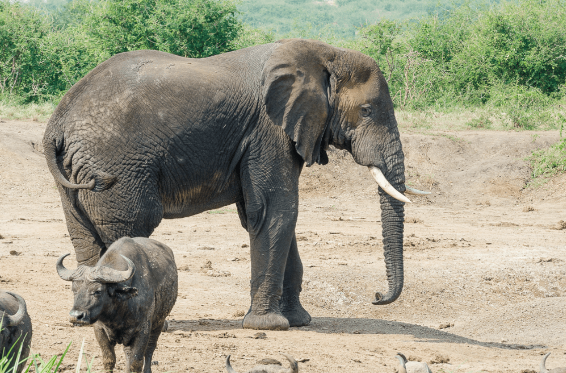 Self drive safari in Uganda — elephant herd crossing road in Queen Elizabeth National Park