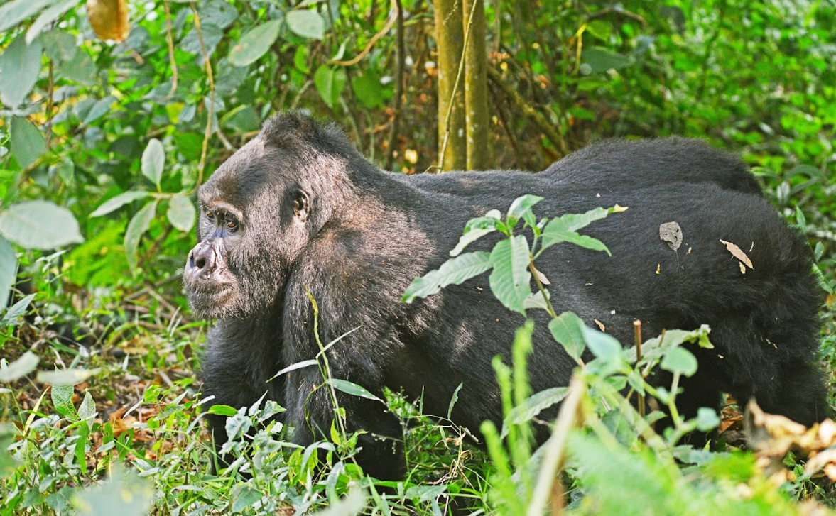 Uganda Gorilla Luxury Tour