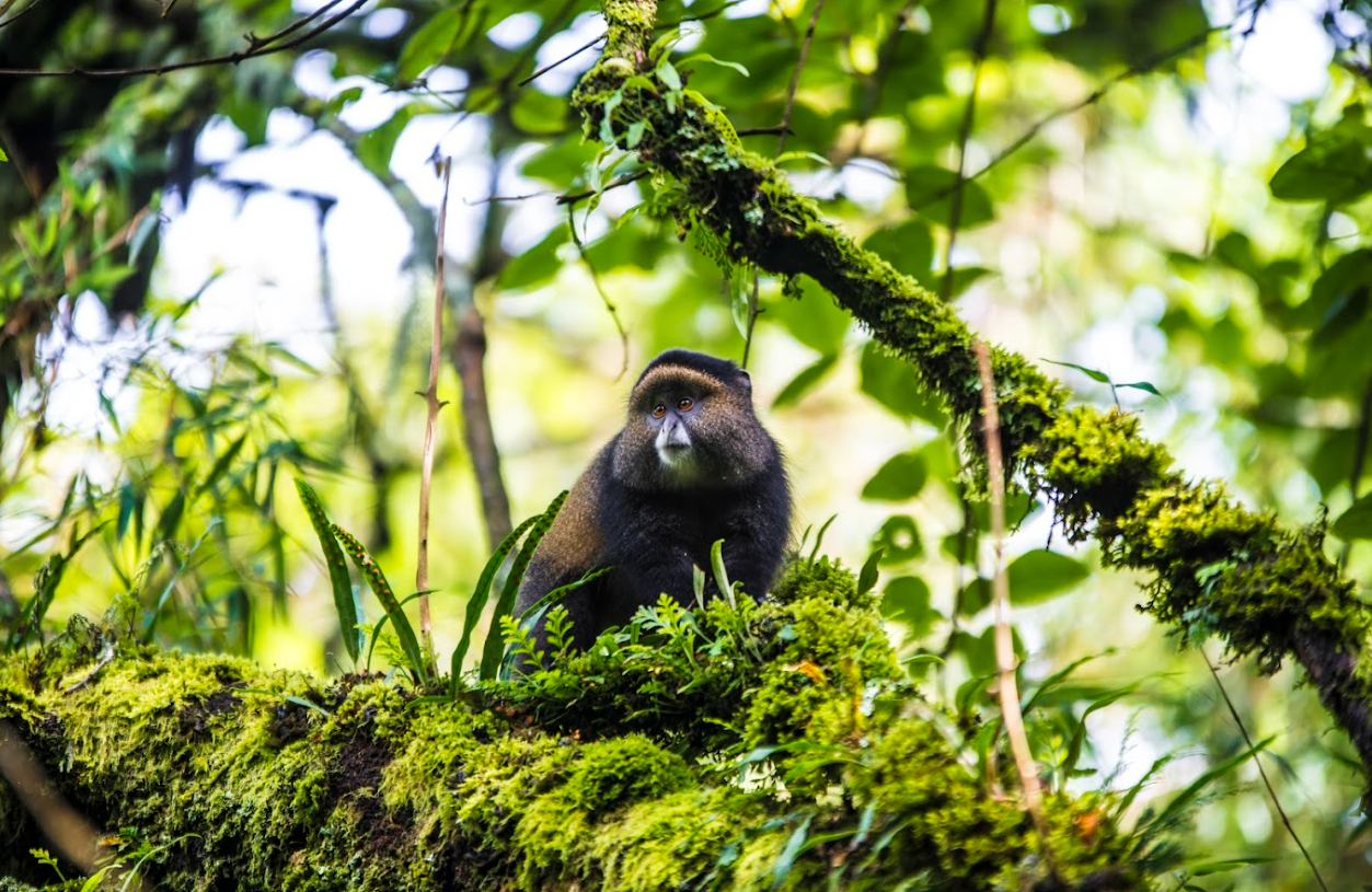 Golden Monkey tracking experience