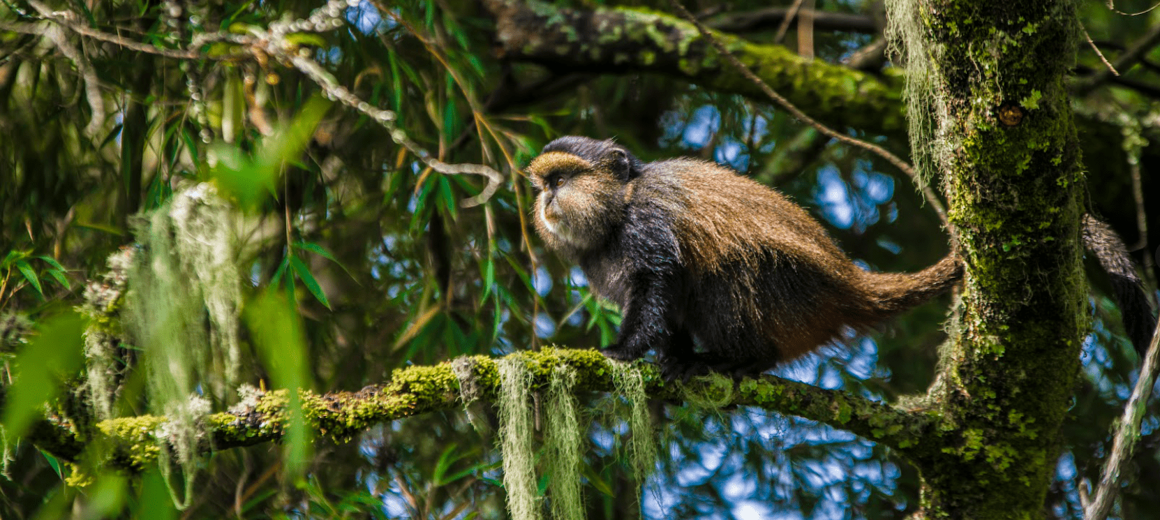 Golden Monkey in Mgahinga