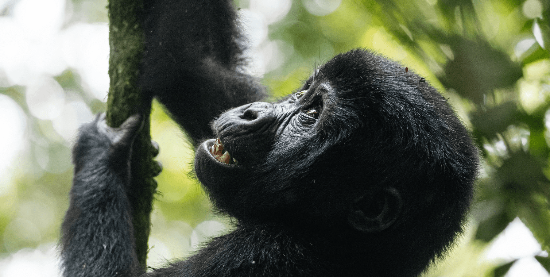 Gorilla Trekking