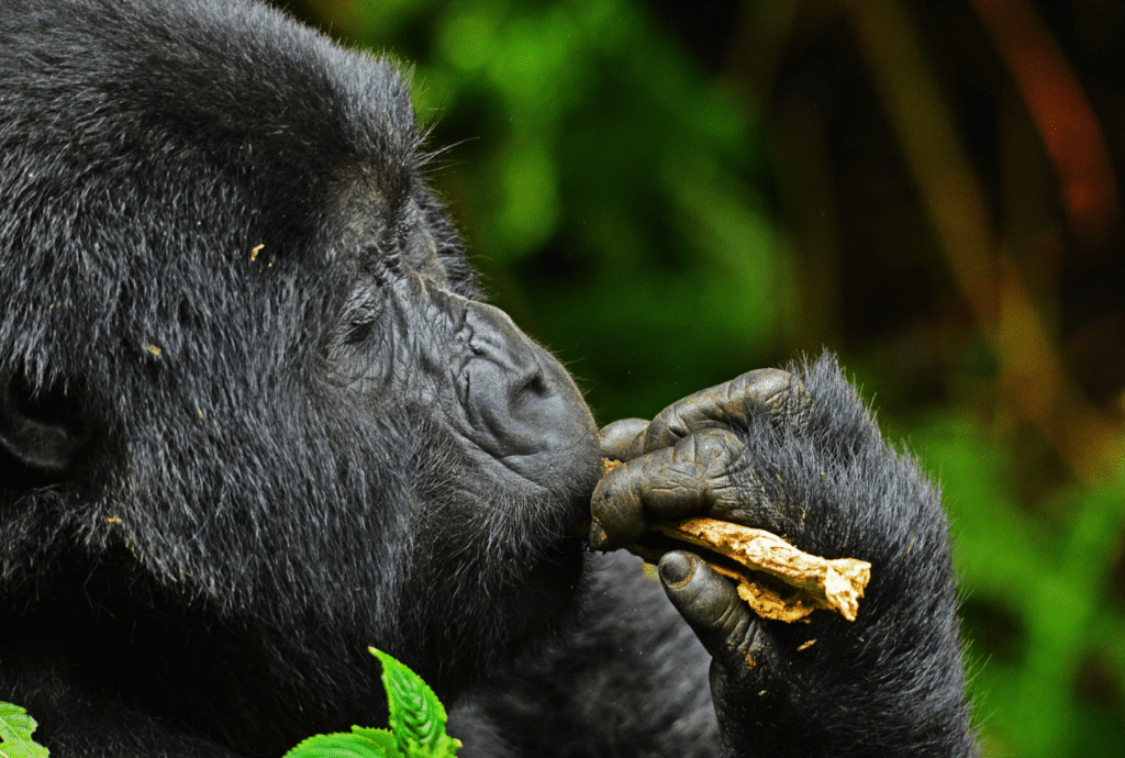 Gorilla feeding