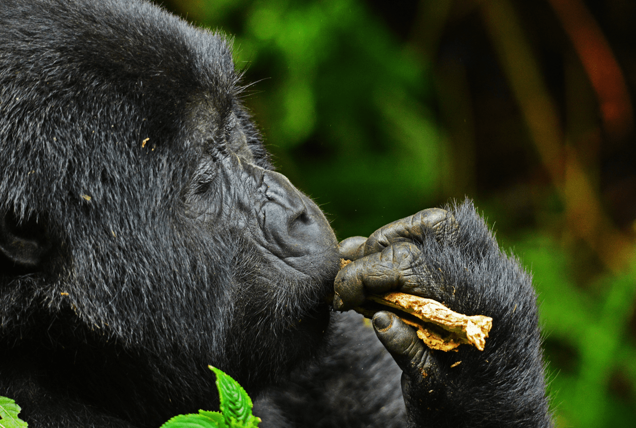 Gorilla feeding