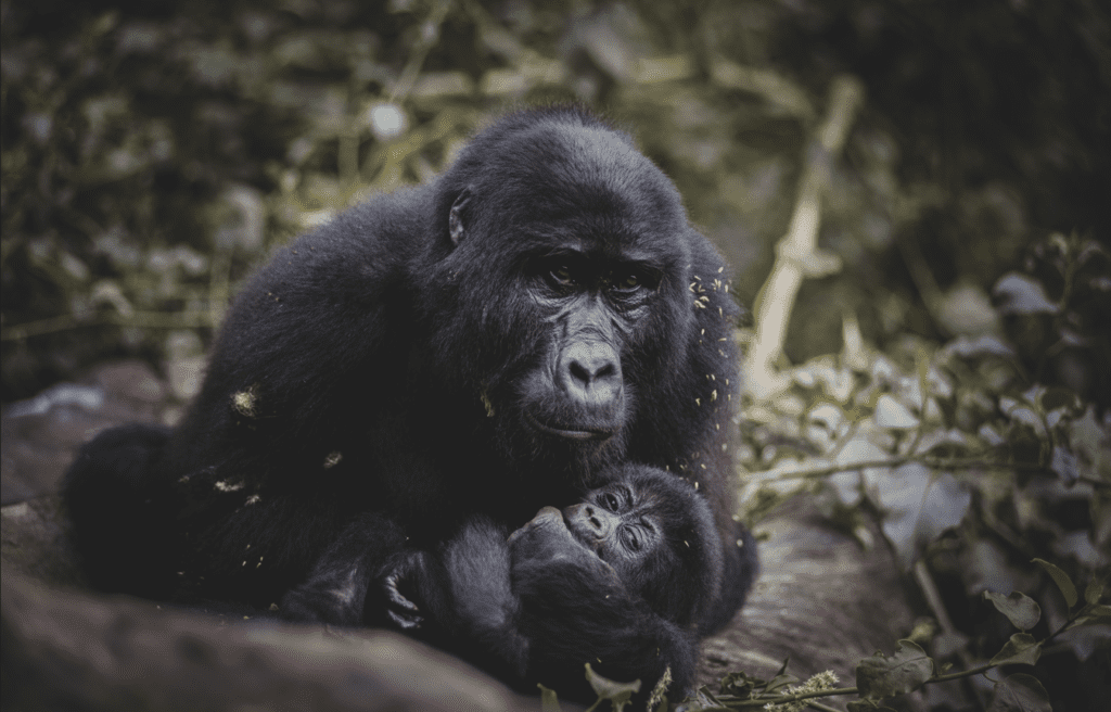 Gorilla mother with a baby