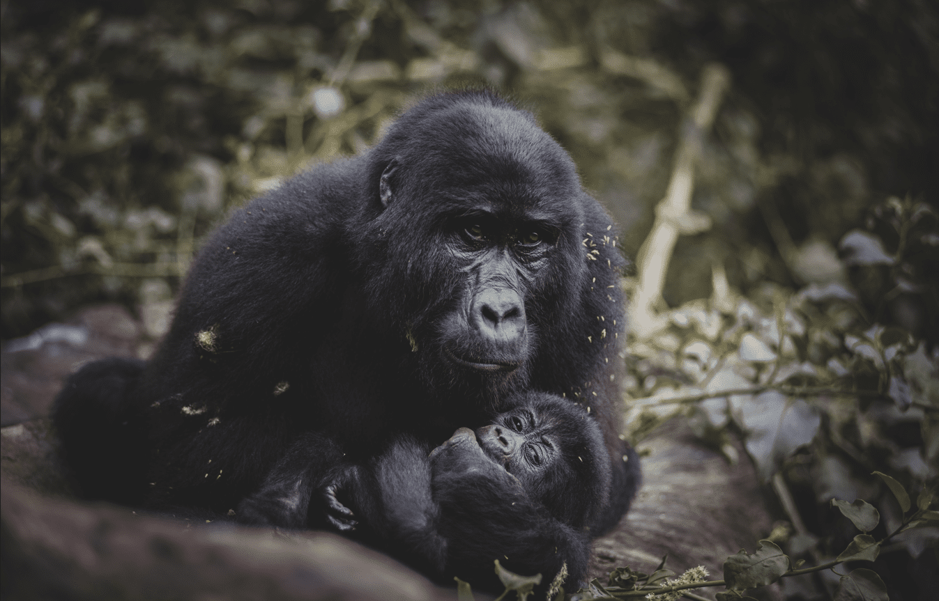 Gorilla mother with a baby