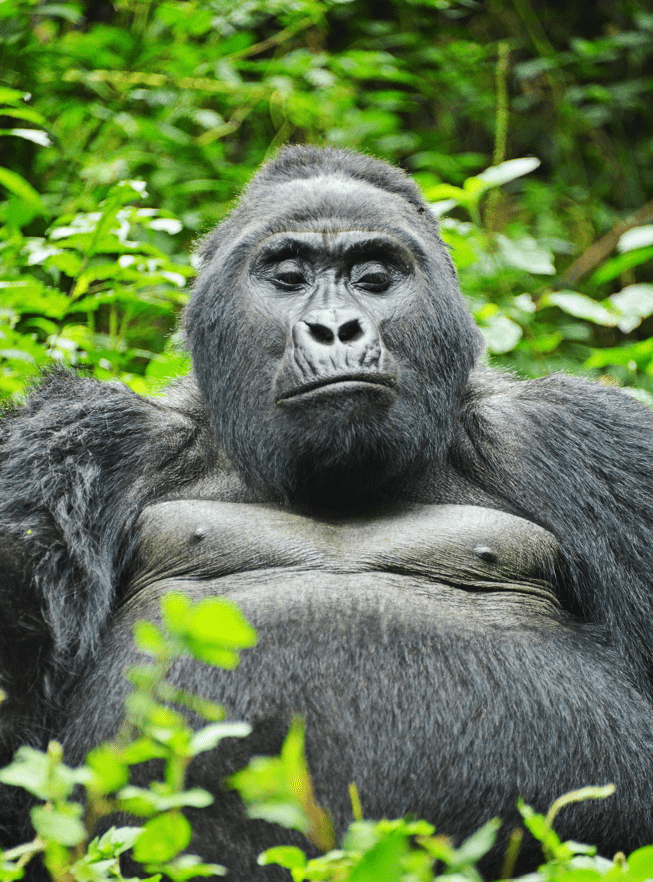 Gorilla