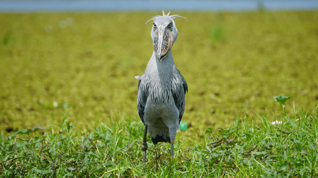 Shoebill tracking Mabamba at sunset — a peaceful stop on a Uganda road trip self drive safari