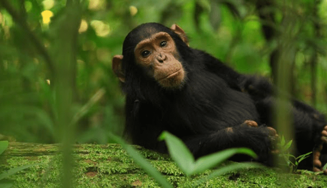 Chimpanzee Baby