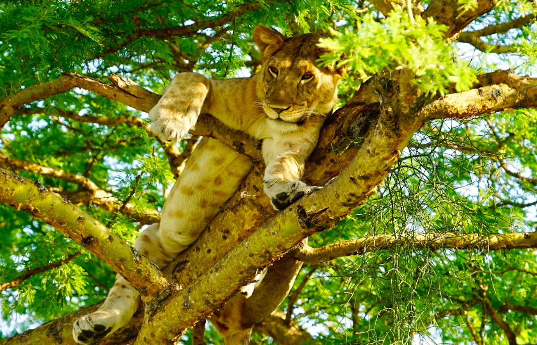 Tree climbing lions Ishasha Queen Elizabeth National Park