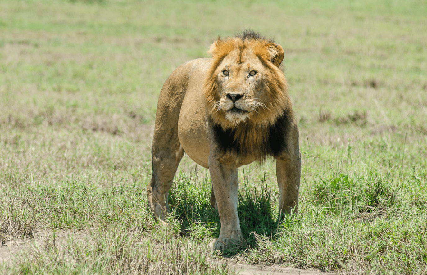 Uganda self drive safari on a red murram road through Queen Elizabeth National Park