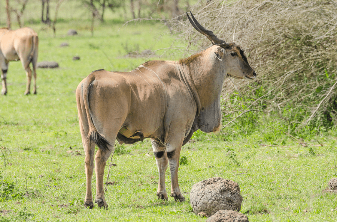 Lake Mburo Antelope 