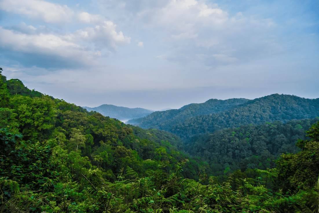 Mgahinga Forest