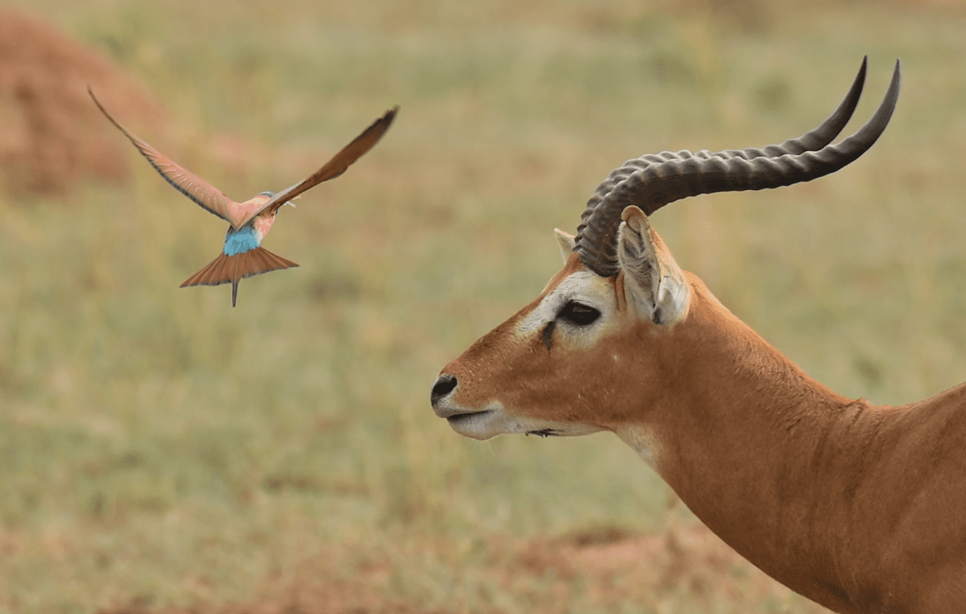Lake Mburo National Park wildlife