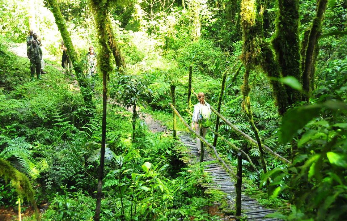 Green forest East Africa sustainable tourism