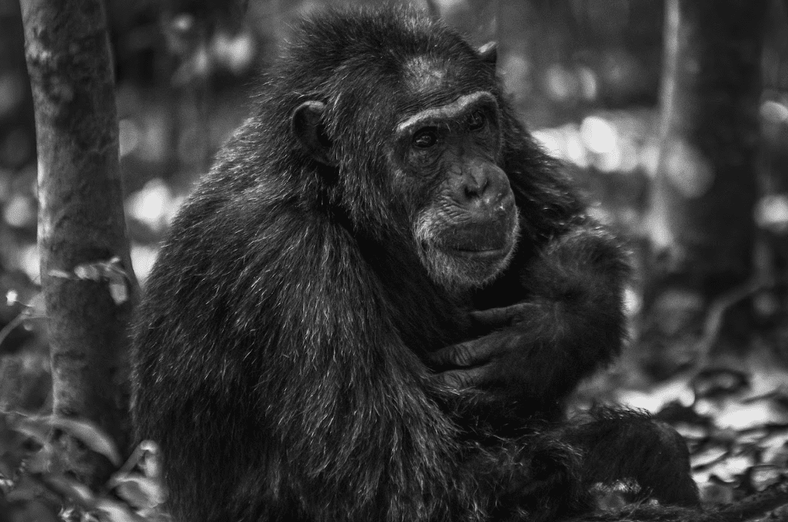 Kalinzu Forest Uganda