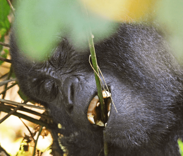 4 Days Uganda Gorilla Luxury Tour