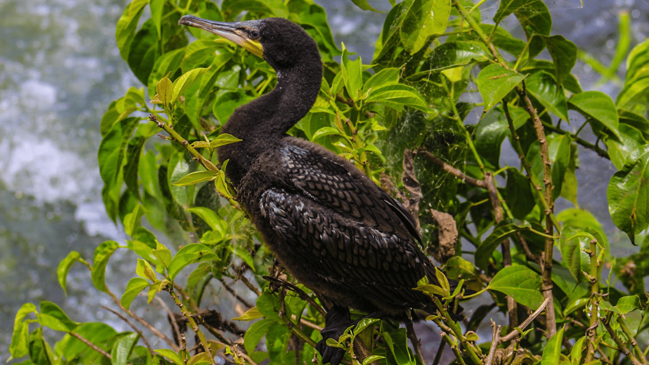 17 Days Uganda Bird Watching Tour