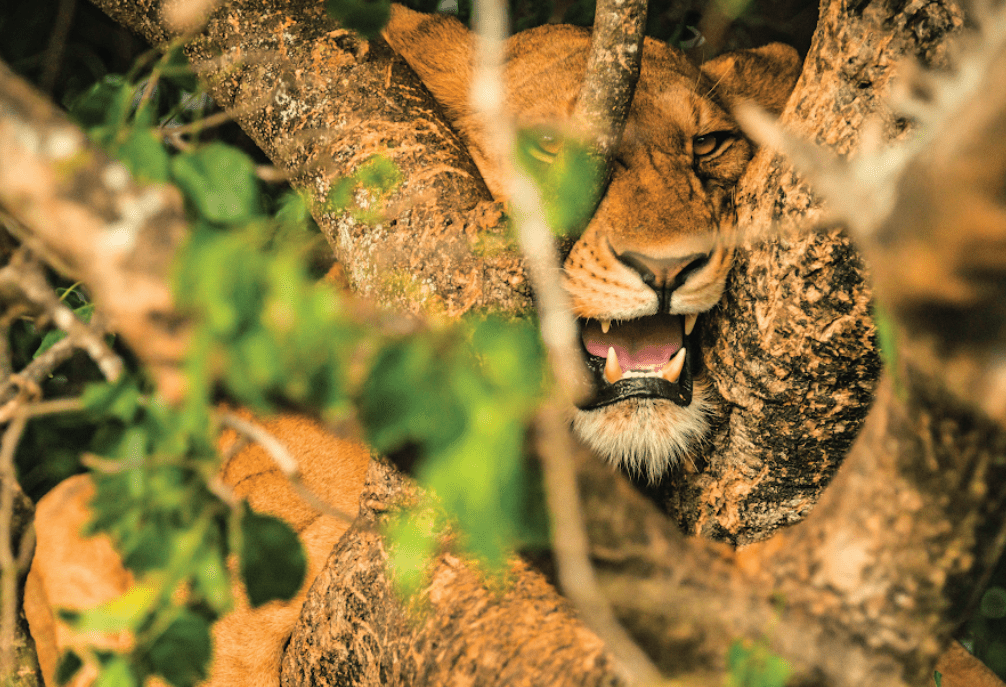 Tree-climbing lions in Queen Elizabeth National Park